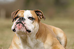 Continental Bulldog Portrait