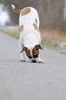 Continental Bulldog