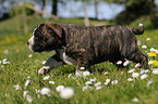 Continental Bulldog Puppy