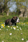 Continental Bulldog Puppy