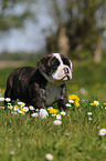 Continental Bulldog Puppy