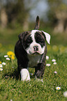 Continental Bulldog Puppy