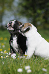 Continental Bulldog Puppies