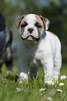 Continental Bulldog Puppy