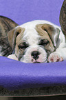 Continental Bulldog Puppy