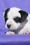 Continental Bulldog Puppy