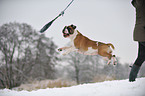 jumping Continental Bulldog