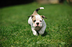 Continental Bulldog Puppy