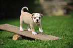 Continental Bulldog Puppy