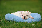 Continental Bulldog Puppy