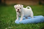 Continental Bulldog Puppy