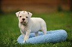 Continental Bulldog Puppy