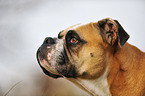 Continental Bulldog Portrait