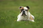 lying Continental Bulldog