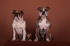 Continental Bulldogs