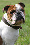 Continental Bulldog Portrait