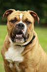 Continental Bulldog Portrait