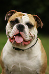 Continental Bulldog Portrait