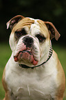 Continental Bulldog Portrait