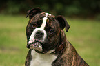 Continental Bulldog Portrait