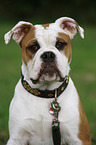 Continental Bulldog Portrait