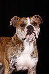 Continental Bulldog Portrait