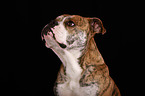 Continental Bulldog Portrait