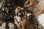 Continental Bulldog at christmas