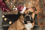 Continental Bulldog at christmas