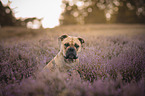 Continental Bulldog