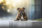Continental Bulldog