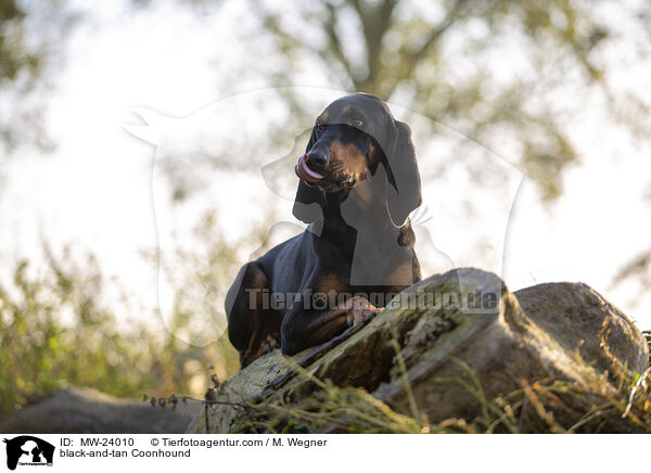black-and-tan Coonhound / MW-24010