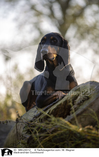 black-and-tan Coonhound / MW-24012