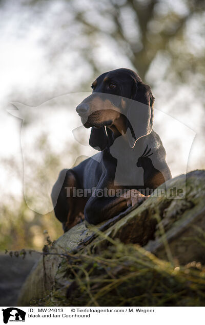 black-and-tan Coonhound / MW-24013