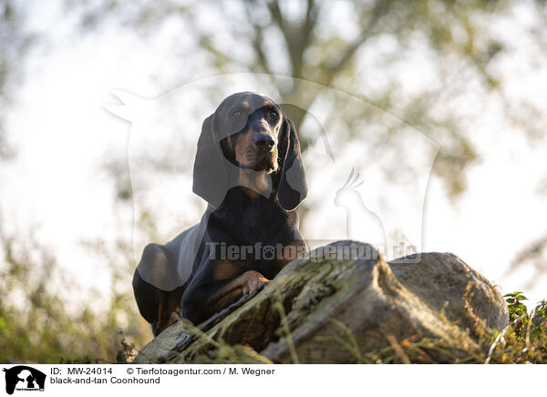 black-and-tan Coonhound / MW-24014