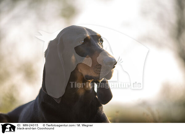 black-and-tan Coonhound / MW-24015