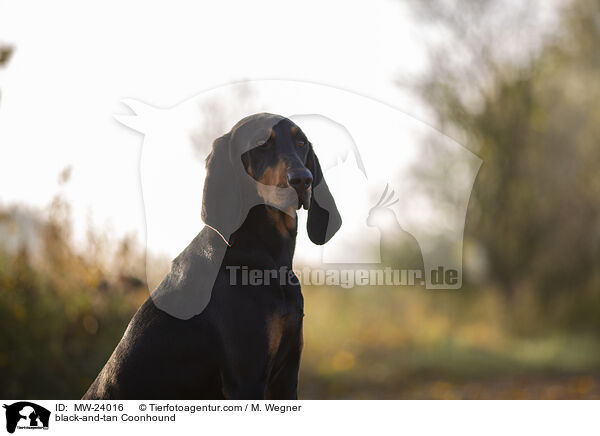 black-and-tan Coonhound / MW-24016