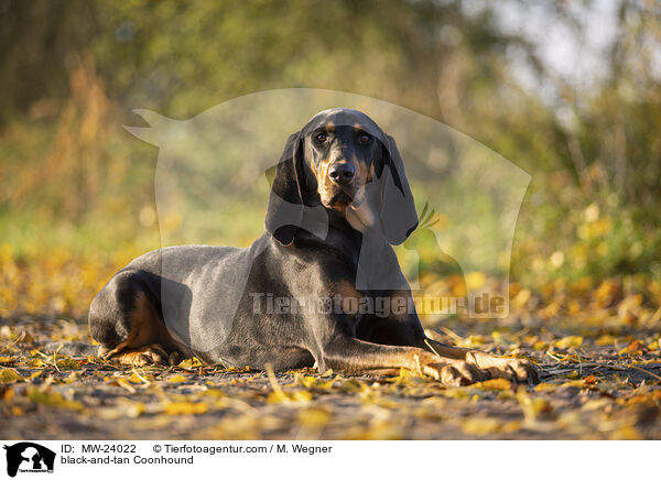 black-and-tan Coonhound / MW-24022