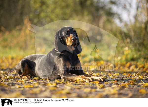 black-and-tan Coonhound / MW-24024