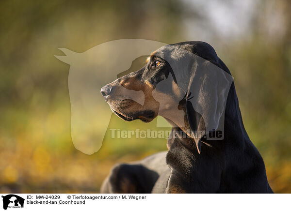 Coonhound / black-and-tan Coonhound / MW-24029