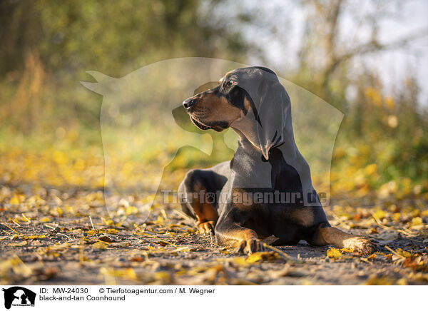 Coonhound / black-and-tan Coonhound / MW-24030