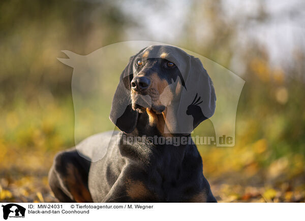 black-and-tan Coonhound / MW-24031