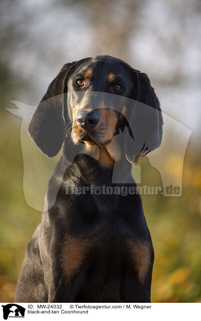 black-and-tan Coonhound / MW-24032