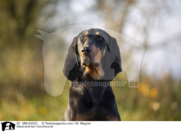 black-and-tan Coonhound / MW-24033