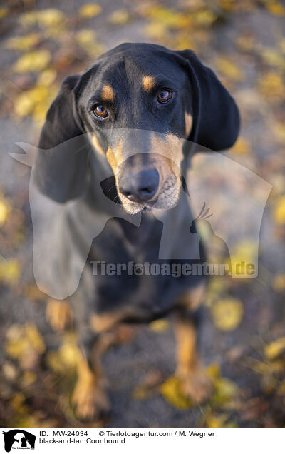 black-and-tan Coonhound / MW-24034