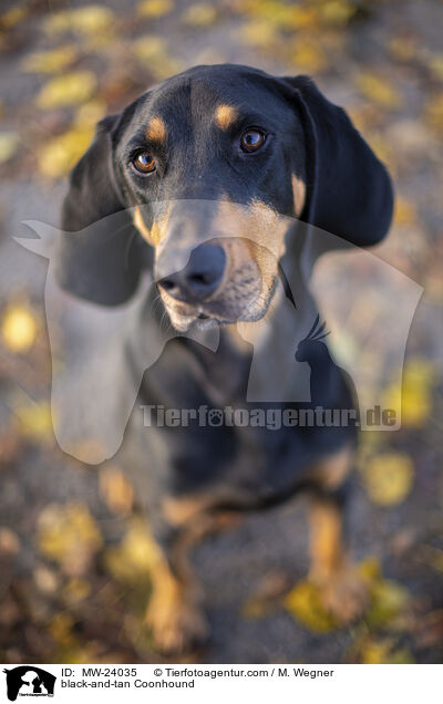 Coonhound / black-and-tan Coonhound / MW-24035