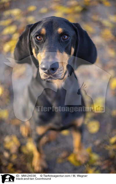 black-and-tan Coonhound / MW-24036
