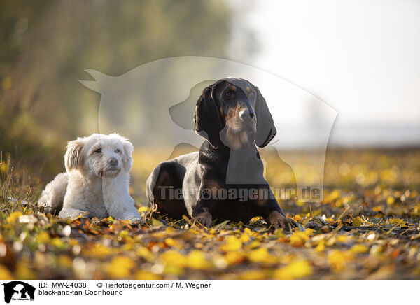 black-and-tan Coonhound / MW-24038