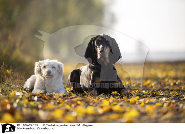 black-and-tan Coonhound / MW-24039