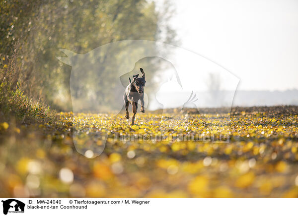 black-and-tan Coonhound / MW-24040